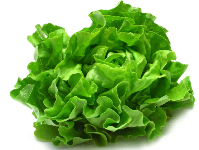Fresh Lettuce